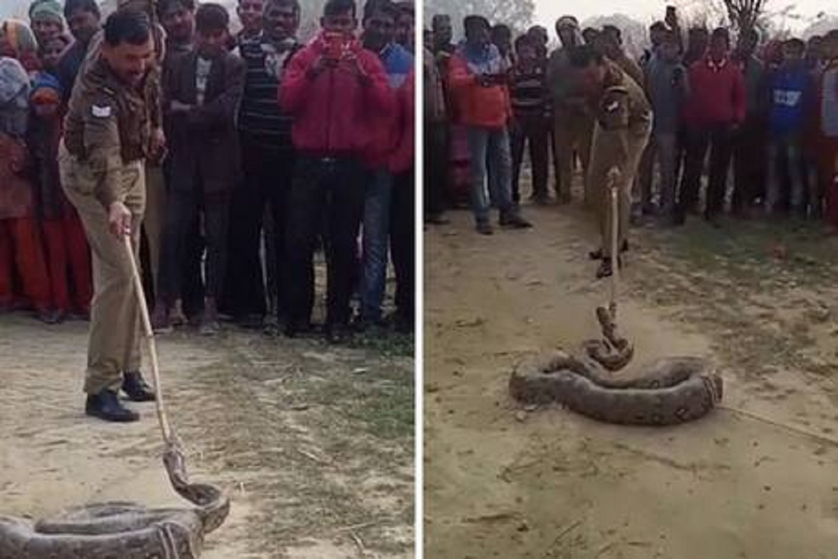 विशाल अजगराला काठीनं उचलत होता पोलीस आणि...; अंगावर काटा आणणारा VIDEO