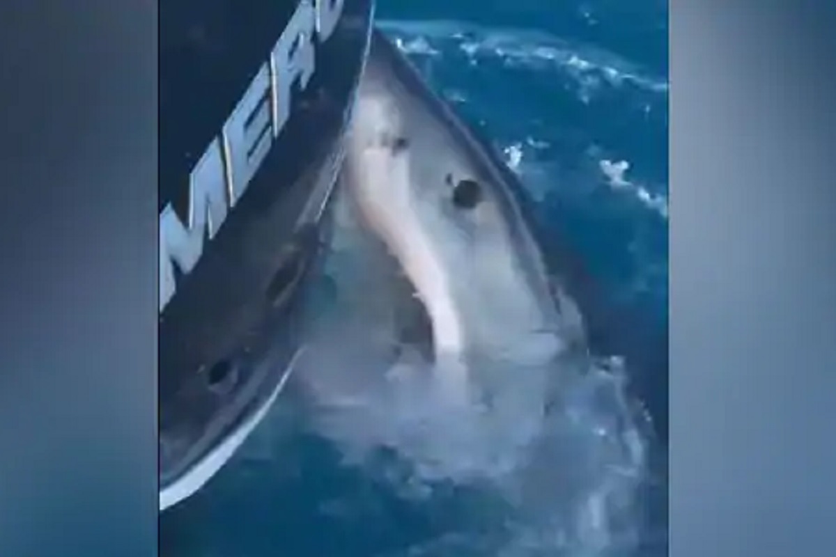 Shocking! मासेमारी करता करता शार्कच्या जबड्यात गेली बोट; पुढे काय झालं पाहा VIDEO