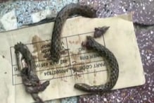 जशास तसे... ! दारुड्याला साप चावला म्हणून त्यानेही चावून सापाचे केले 4 तुकडे जशास तसे... ! दारुड्याला साप चावला म्हणून त्यानेही चावून सापाचे केले 4 तुकडे