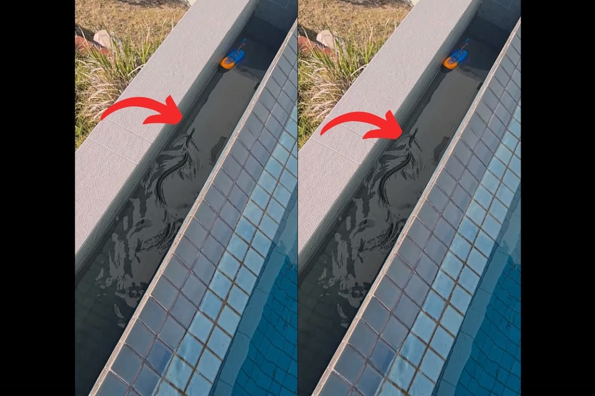 घरातील swimming pool मध्ये आढळला जगातील सर्वात विषारी साप; अंगावर काटे आणणारा VIRAL VIDEO