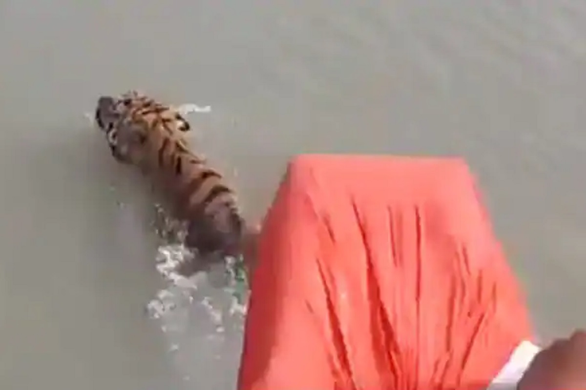 तो पुढे पुढे, होडी मागे मागे; नदीत अचानक समोर आला वाघ आणि... थरकाप उडवणारा VIRAL VIDEO
