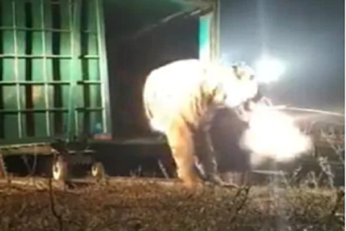 डरकाळी देताच वाघाच्या तोंडातून आला धूर; कधीच पाहिला नसेल असा VIDEO