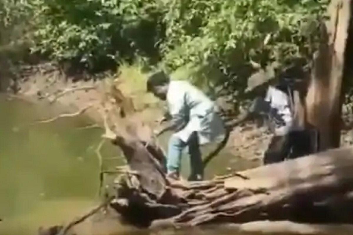 Cobra चा सर्पमित्रावर अचानक हल्ला; पाहा थरारक VIDEO