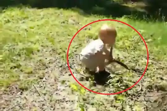 OMG! काठी समजून चिमुकल्यानं हातात घेतला जिवंत साप, श्वास रोखून ठेवायला लावणारा पाहा VIDEO