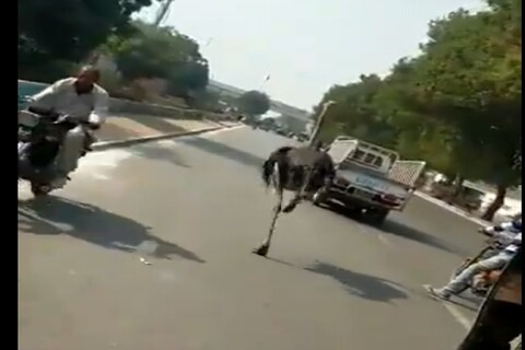 भरधाव गाड्या असल्या तरी शहामृगाला मात्र कोणतीच भीती वाटत नाही तो मात्र बिनधास्त सगळ्या गाड्यांच्या मधून वाट काढत पळत सुटला आहे. सोशल मीडियावर हा व्हिडीओ खूप व्हायरल होत आहे.