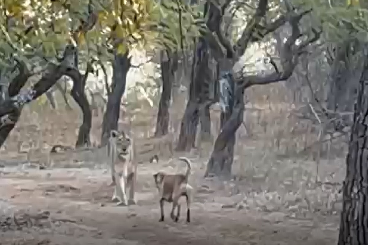 बाजीगर! हल्ला करणाऱ्या सिंहाला श्वानानं पळव, पळव पळवलं, पाहा शिकारीचा थरारक VIDEO