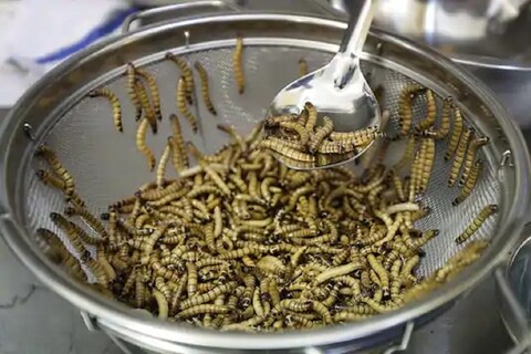 युरोपीय महासंघाच्या (Europen Union) अन्न सुरक्षितता यंत्रणेनं नुकताच निर्वाळा दिला आहे, की किडे खाण्यास योग्य आहेत. प्रोटीन्सयुक्त आहारासाठी किड्यांचा समावेश जेवणात करायला हरकत नाही.