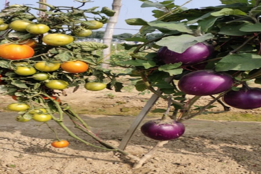एकाच रोपट्याला तीन वेगवेगळ्या प्रकारच्या फळभाज्या लागलेल्या तुम्हाला या फोटोमध्ये पाहायला मिळेल. ही गोष्ट नक्कीच विश्वास बसण्यासारखी नाही. मात्र, हा फोटो पाहून तुम्ही नक्कीच आश्चर्यचकीत व्हाल. या फोटोमध्ये आपण पाहात असाल, की वांगी आणि टोमॅटो एकाच रोपाला आले आहेत आणि तेही भरपूर प्रमाणात.