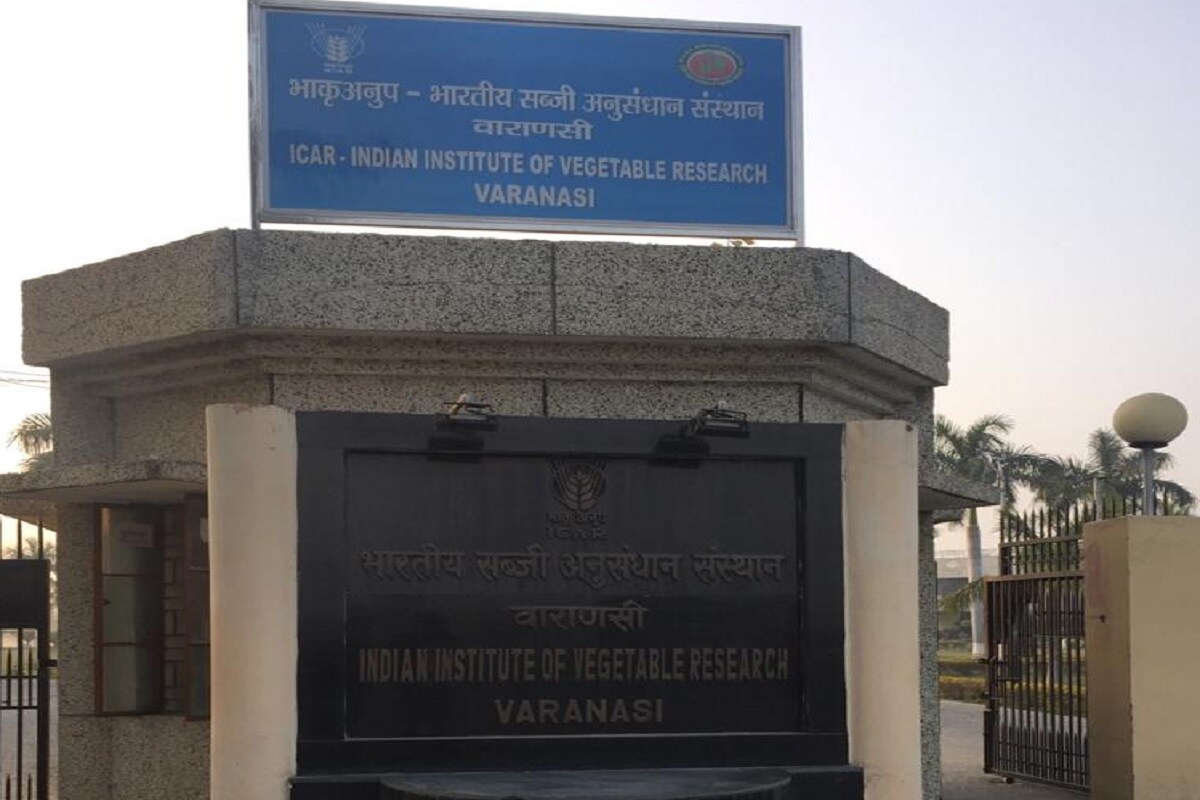 संस्थानानं पहिल्यांदा बटाट्यासोबत टोमॅटो आणि आता वांग्यासोबत टोमॅटोचा प्रयोग यशस्वी केला आहे. आता पुढील टप्प्यात एकाच झाडावर बटाटे, टोमॅटो आणि वांगी किंवा टोमॅटो, वांगी आणि मिरची घेण्याच्या प्रयोगासाठी शोध सुरु आहे. संस्थानानं पहिल्यांदा बटाट्यासोबत टोमॅटो आणि आता वांग्यासोबत टोमॅटोचा प्रयोग यशस्वी केला आहे. आता पुढील टप्प्यात एकाच झाडावर बटाटे, टोमॅटो आणि वांगी किंवा टोमॅटो, वांगी आणि मिरची घेण्याच्या प्रयोगासाठी शोध सुरु आहे.