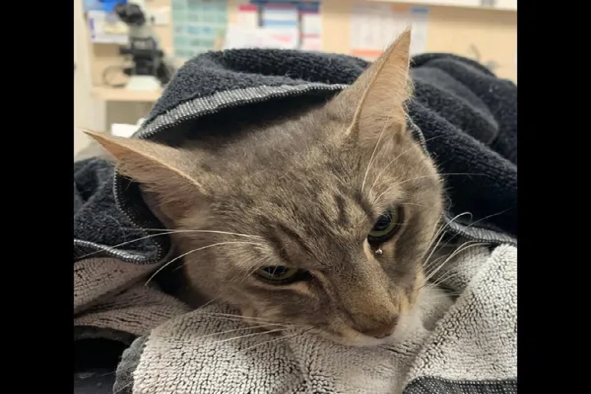 इवल्याशा बोक्यानं वाचवला दोन चिमुकल्यांचा जीव, जीवाचं बलिदान देत ठरला हीरो