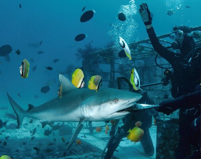 यावेळी देखील तिनं असंच एक अवाक् करणारं फोटोशूट केलं आहे. (फोटो सौजन्य इन्स्टाग्राम)