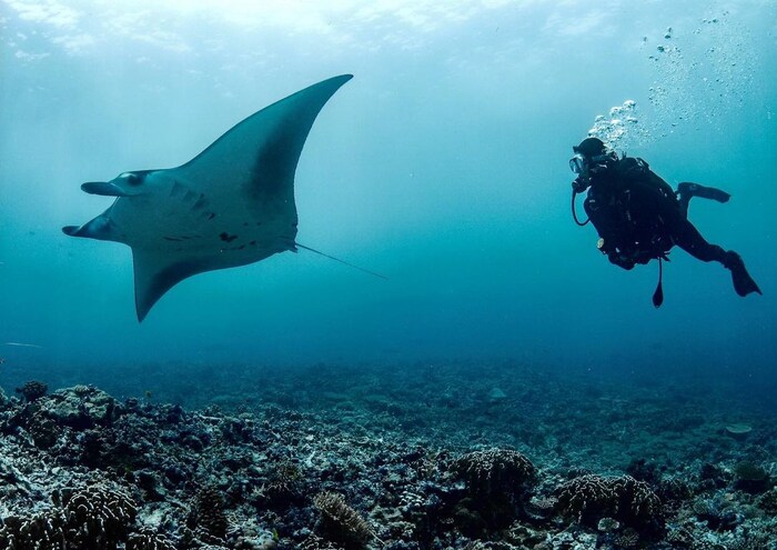 या फोटोंमध्ये ती खोल समुद्रात चक्क शार्क माशांसोबत मैत्री करताना दिसत आहे. (फोटो सौजन्य इन्स्टाग्राम)