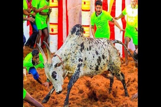 आमचा 'रावण' नेहमी अपराजित राहिला, पण शेवटी...!  'शिंग असलेल्या सिंहा'च्या मृत्यूने दुःखात बुडाला अवघा गाव