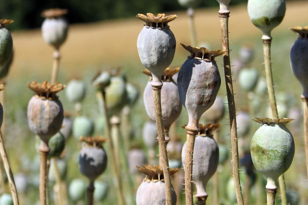 मालेगावच्या शेतकऱ्याचा प्रताप, शेतात केली चक्क अफूची लागवड