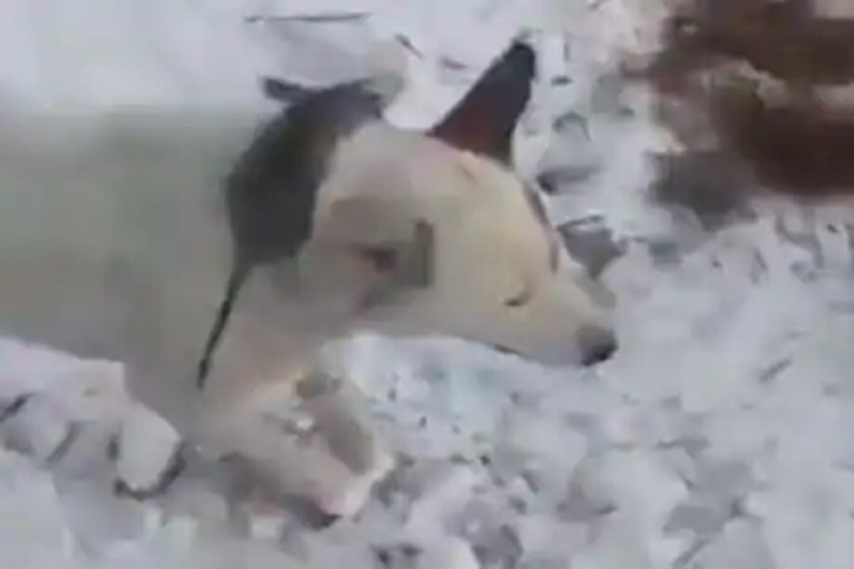 Shocking! पाहता पाहता निर्जीव पुतळे बनले जिवंत प्राणी; VIDEO पाहूनच हादराल