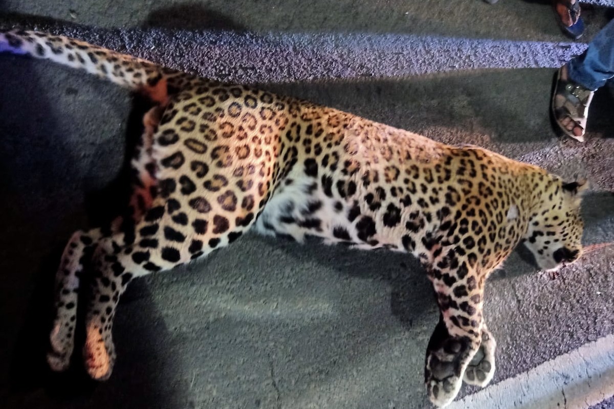 मुंबई-अहमदाबाद राष्ट्रीय महामार्गावर अपघातात बिबट्याचा जागीच मृत्यू