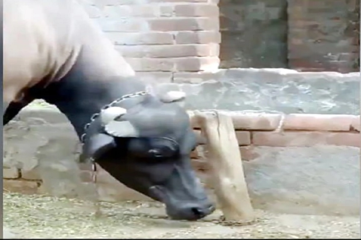 अक्ल बड़ी या भैंस? माणसांच्या प्रश्नांना अखेर म्हशीनंच दिलं उत्तर; पाहा हा VIDEO