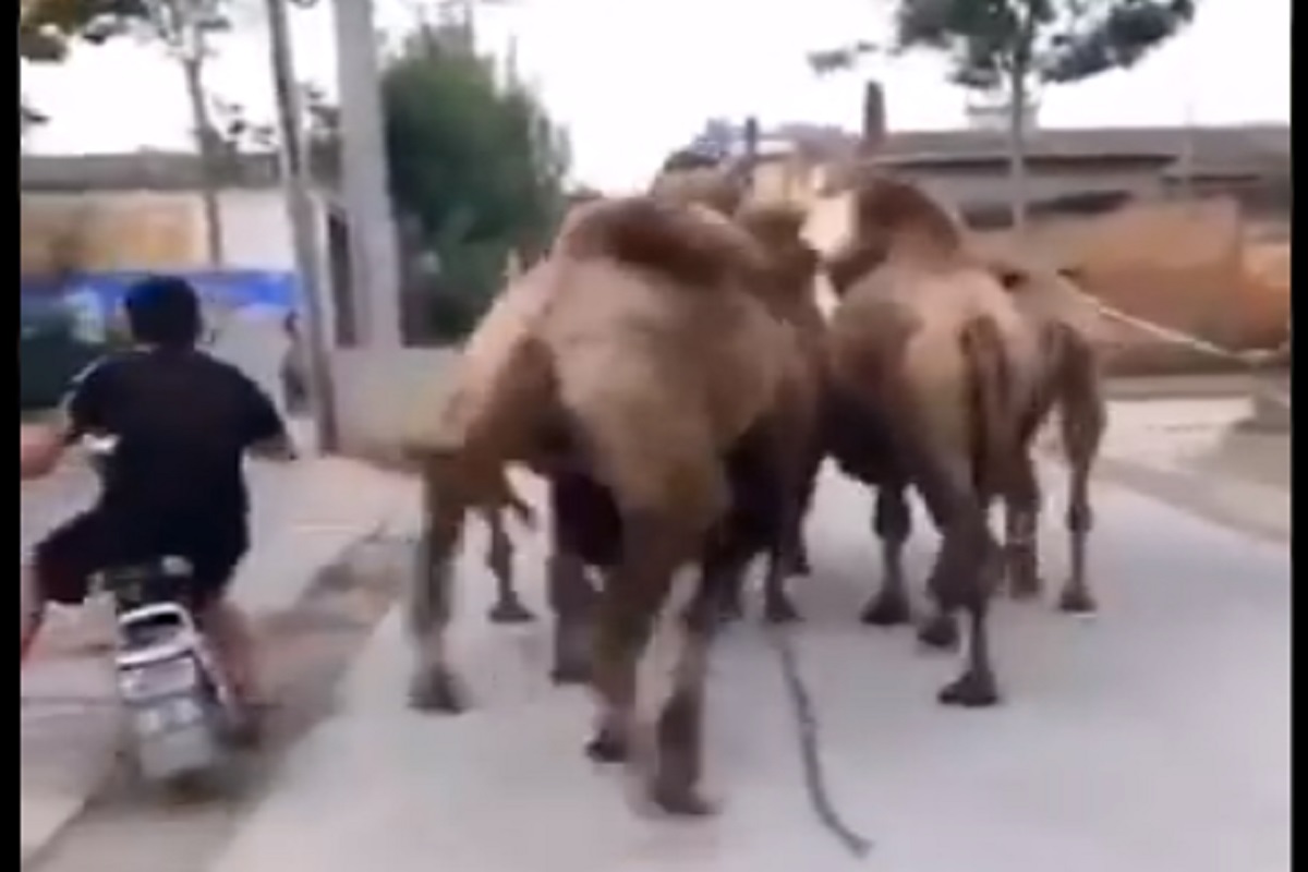 वाहतुकीचे नियम मोडणाऱ्या तरुणाला उंटानं घडवली अद्दल; नेमकं काय घडलं पाहा VIDEO