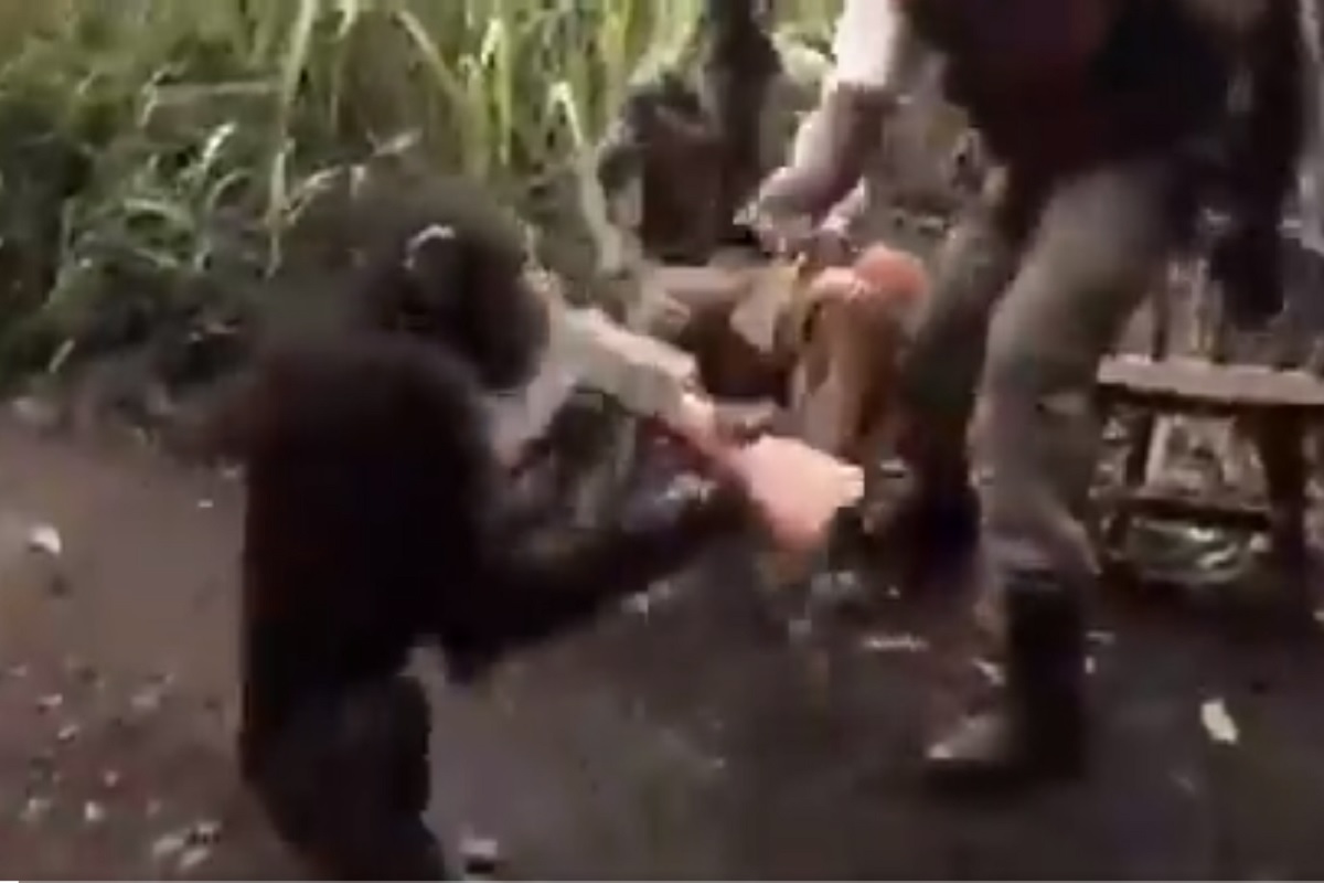 बोंबला! मजा म्हणून चिंपाझीच्या हातात दिली बंदूक आणि... पुढे काय घडलं तुम्हीच पाहा VIDEO