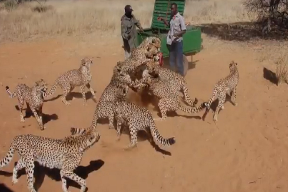 भुकेल्या बिबट्यांसाठी मांस घेऊन पोहोचले तरुण; कळपानं बिबटे आले आणि... पाहा VIDEO
