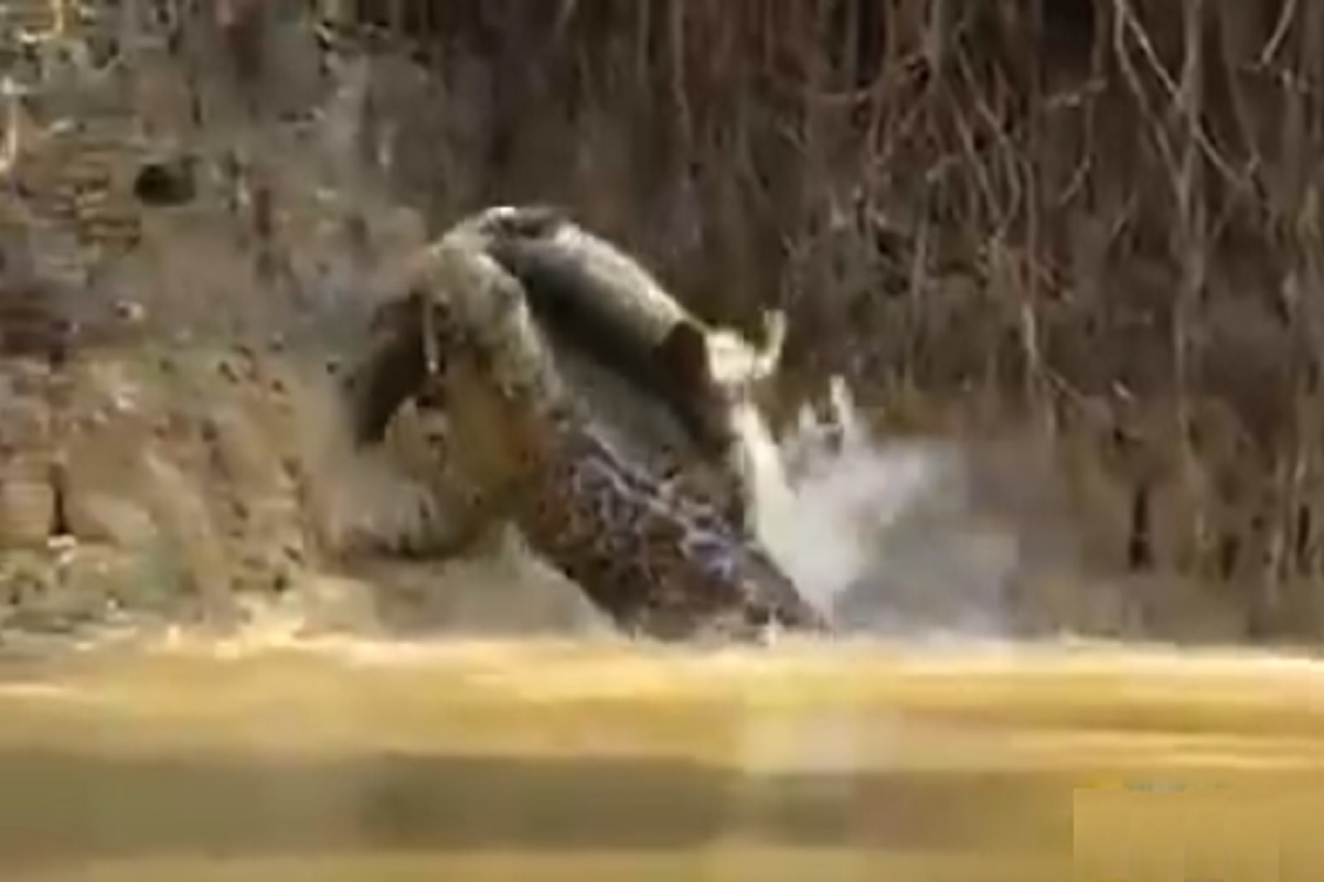 जबड्यात धरून खेचत पाण्याबाहेर आणलं; बिबट्यानं मगरीच्याच घरात केली तिची शिकार; पाहा VIDEO