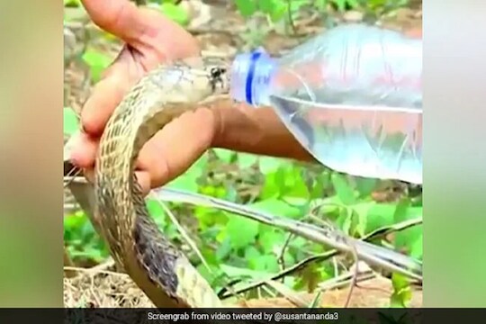 वाह! तहानलेल्या सापानं प्यायलं चक्क ओंजळीतून पाणी, वनाधिकाऱ्याचा VIDEO VIRAL