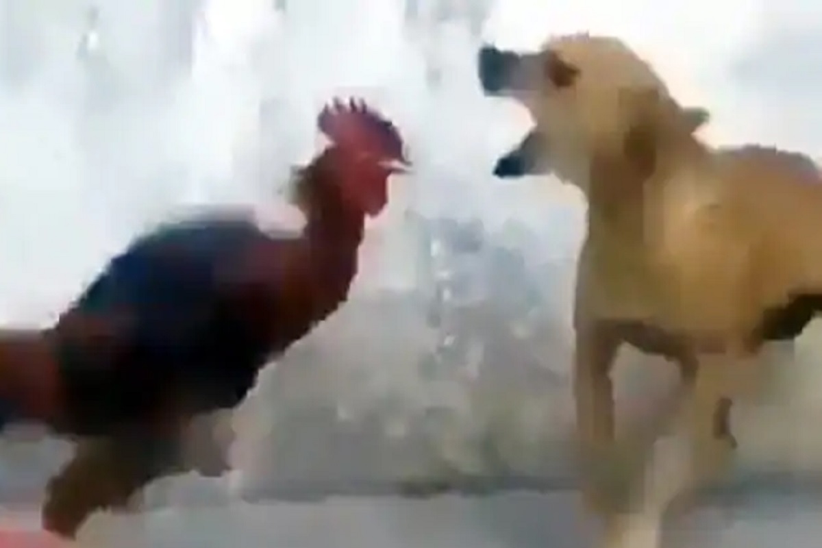 आता माझी सटकली! मान पकडताच कोंबड्याचा कुत्र्यावर हल्लाबोल; खतरनाक Fighting Video