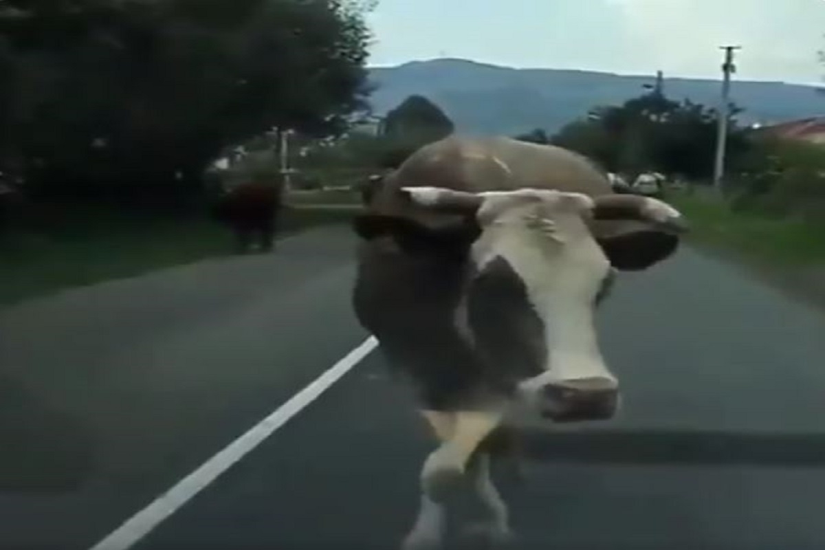 कॅटवॉक करतचं गाडीसमोर उभी राहिली गाय; VIDEO पाहून तुम्हीही अवाक् व्हाल!