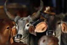 गोशाळेत उघडलं कोरोना सेंटर, रुग्णांना दिली जातायंत दूध-गोमुत्रापासून बनलेली औषधं गोशाळेत उघडलं कोरोना सेंटर, रुग्णांना दिली जातायंत दूध-गोमुत्रापासून बनलेली औषधं