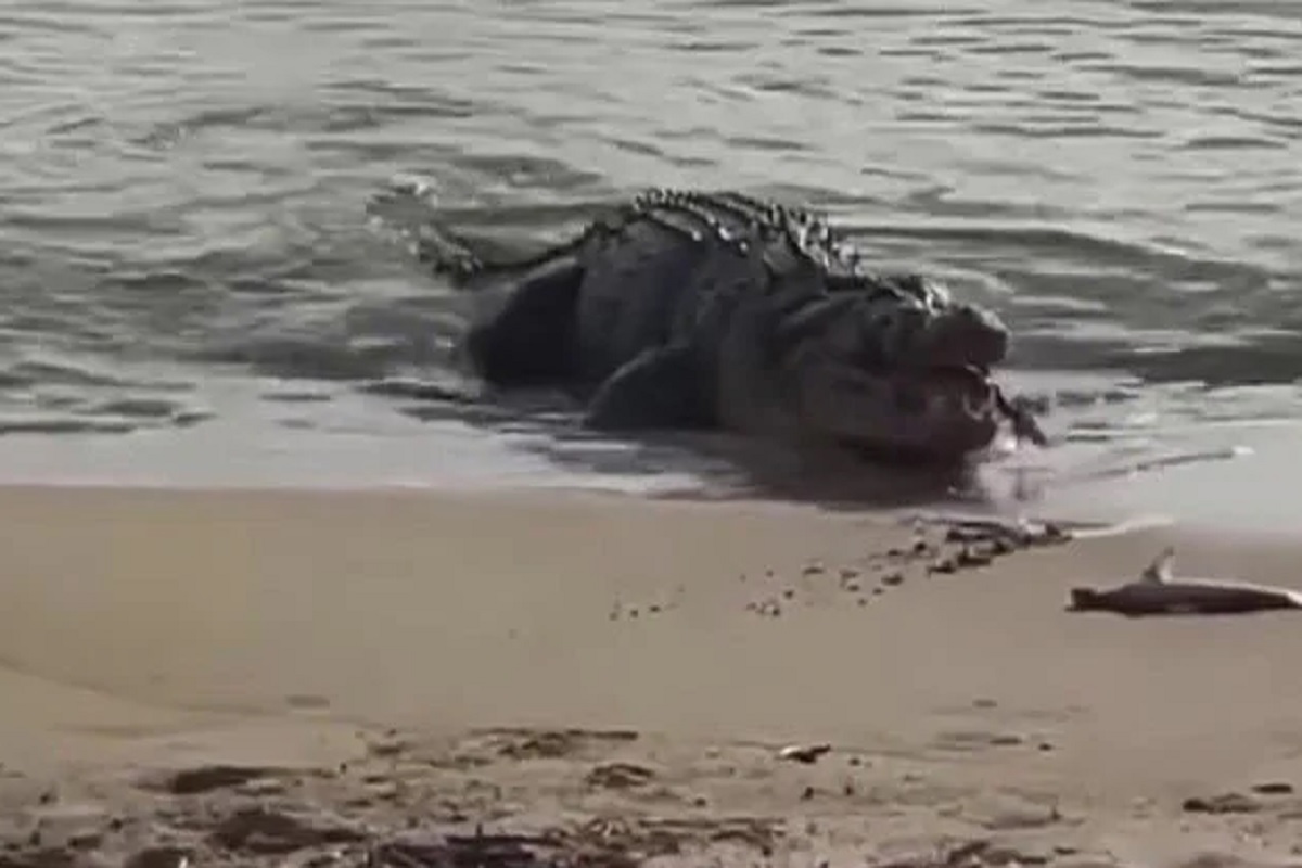 बापरे! शार्कलासुद्धा मगरीनं सोडलं नाही; पाहता पाहता काही क्षणातच केलं गिळंकृत