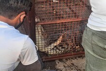 अनेक वर्षांपासून नवी मुंबईतील नाल्यांमध्ये भटकत होती मगर, वनविभागानं केली सुटका अनेक वर्षांपासून नवी मुंबईतील नाल्यांमध्ये भटकत होती मगर, वनविभागानं केली सुटका