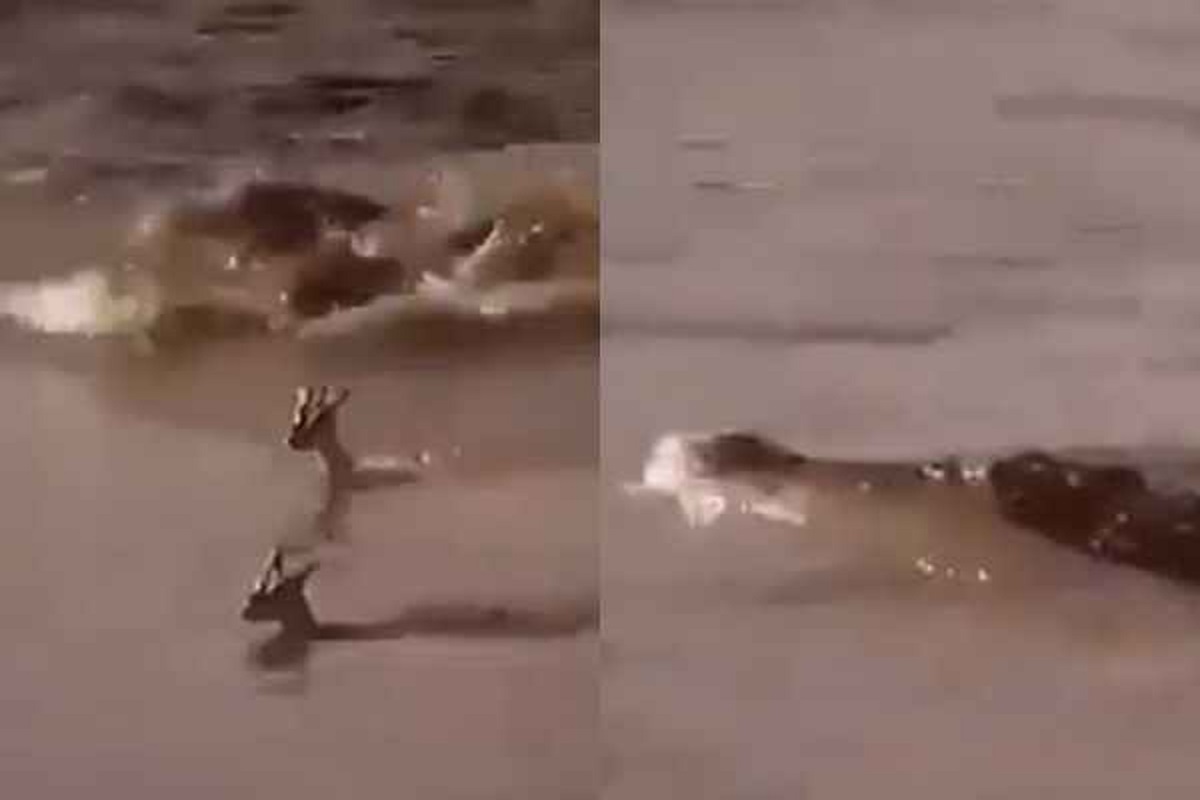 पिल्लाला वाचवण्यासाठी मगरीच्या जबड्यात गेली आई; मन हेलावणारा VIDEO