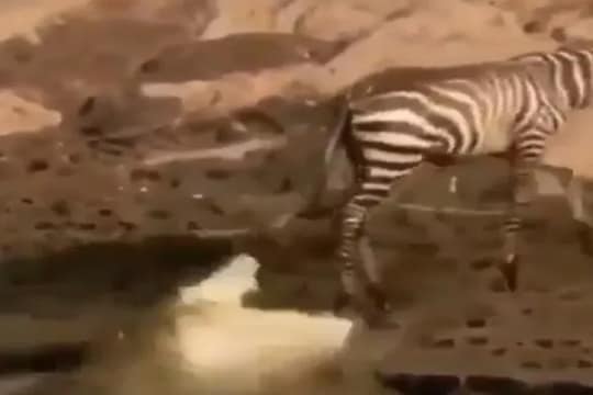 ना लढवली युक्ती ना वापरली शक्ती; तरी मगरीच्या तावडीतून वाचला झेब्रा; कसं ते तुम्हीच पाहा VIDEO