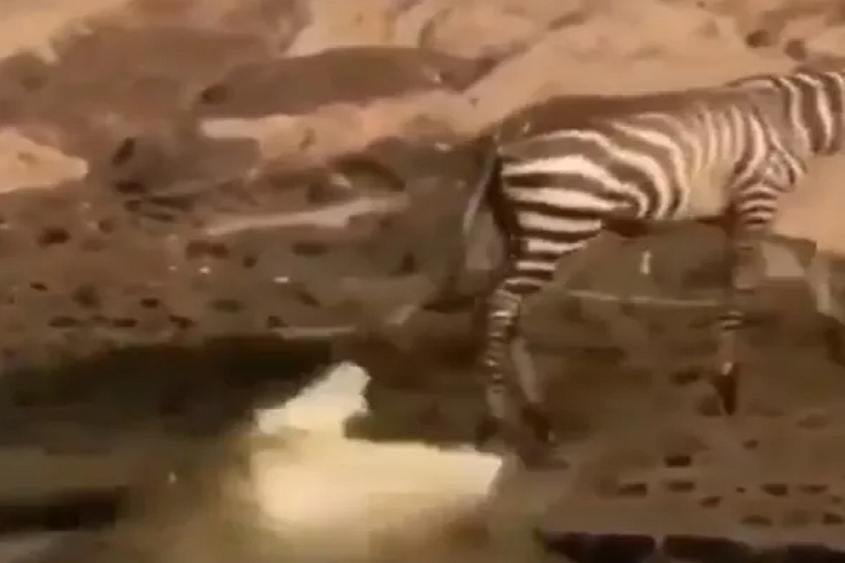 ना लढवली युक्ती ना वापरली शक्ती; तरी मगरीच्या तावडीतून वाचला झेब्रा; कसं ते तुम्हीच पाहा VIDEO