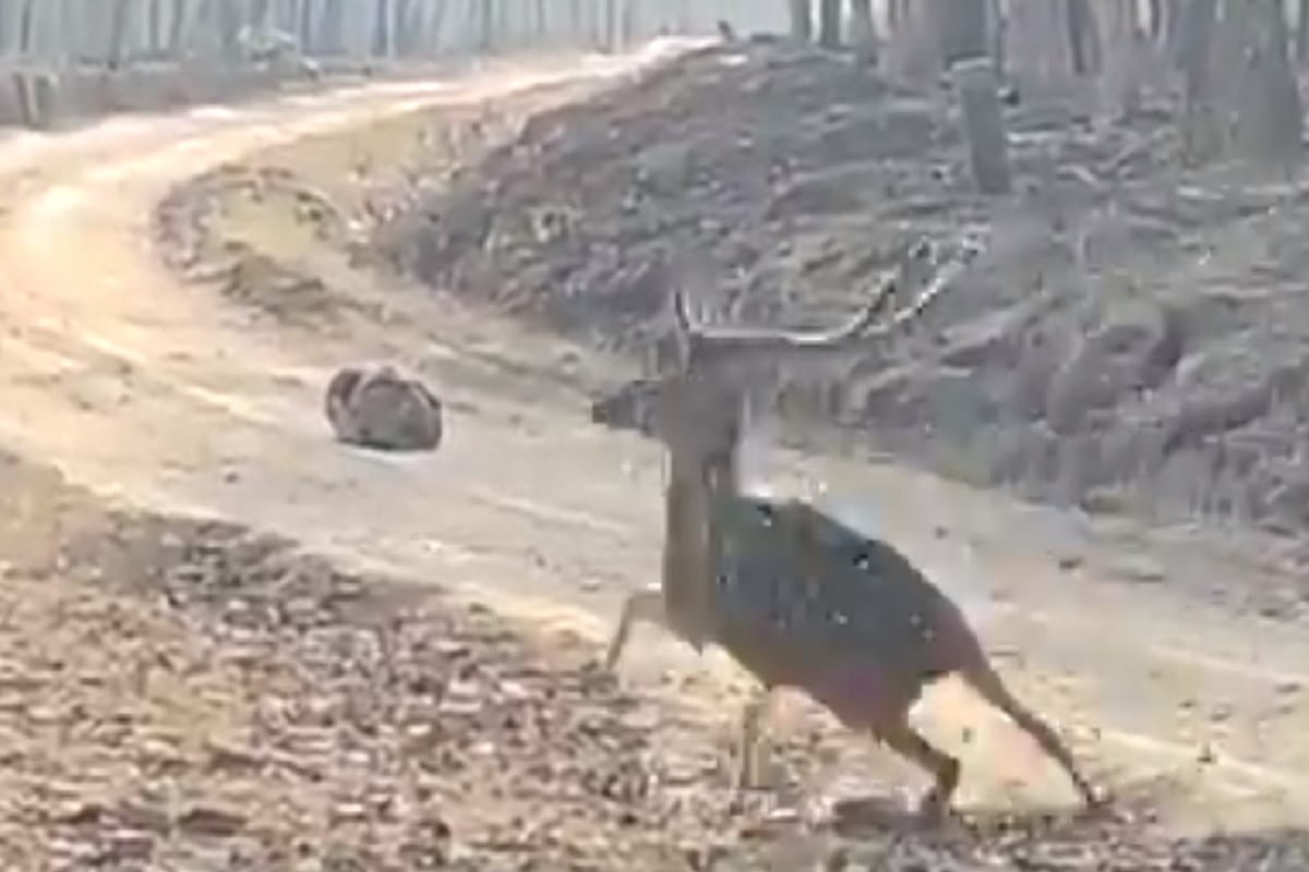 रस्त्यावरील फक्त एका दगडाला पाहून हरणानं ठोकली धूम; नेमकं काय घडलं पाहा VIDEO