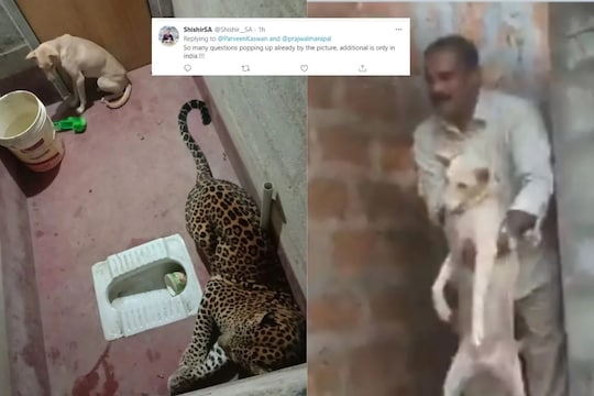 ते 7 तास...! बिबट्यासोबत एवढा वेळ शौचालयात अडकला होता कुत्रा, पुढे जे काही झालं ते पाहून आश्चर्य वाटेल