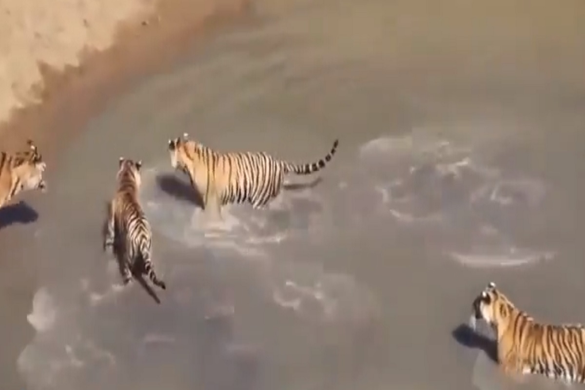 4 वाघांनी घेरलं पण एकाच्याही तावडीत नाही सापडलं; बदकाच्या हुश्शारीचा VIDEO VIRAL
