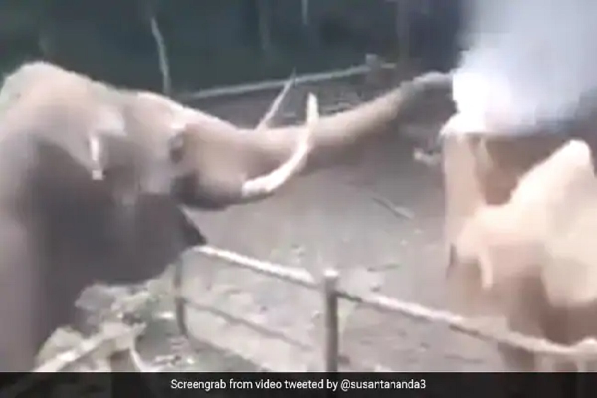 हत्तीनं उंटासाठी असं काही केलं की, VIDEO पाहून म्हणाल वाह, ही खरी मैत्री!