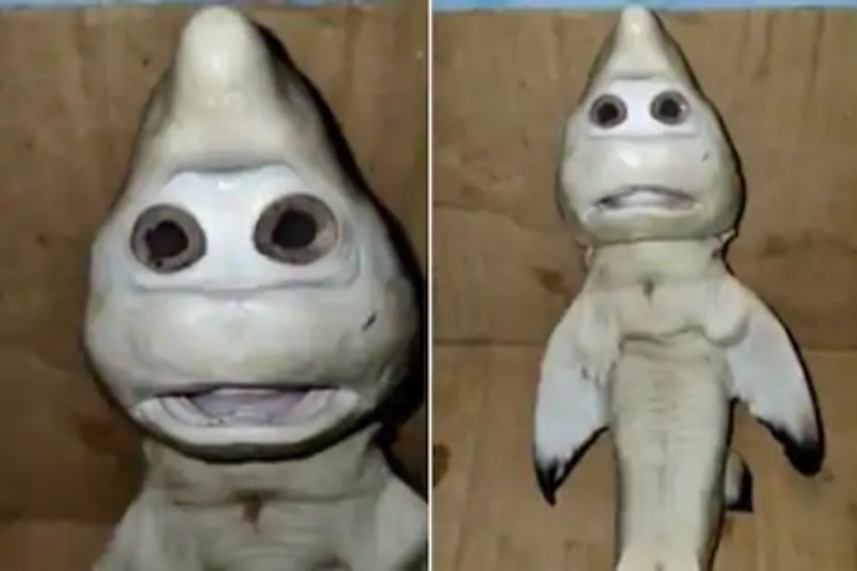 इंडोनेशियातील मच्छीमाराच्या जाळ्यात अडकला विचित्र शार्क; चेहरा अगदी माणसांसारखा