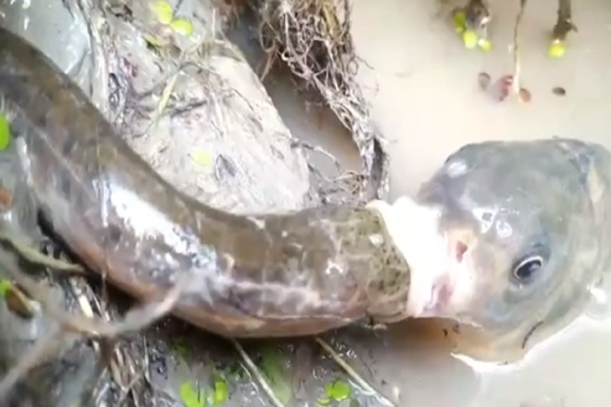 आधी धुर सोडला नंतर अख्खा गिळला, माशाच्या शिकारीचा आतापर्यंत न पाहिलेला VIDEO