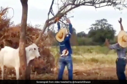 चांगल्याची दुनियाचं राहिली नाही! गायीला वाचवण्यासाठी गेले दोन तरुण आणि अशी झाली अवस्था, पाहा VIRAL VIDEO