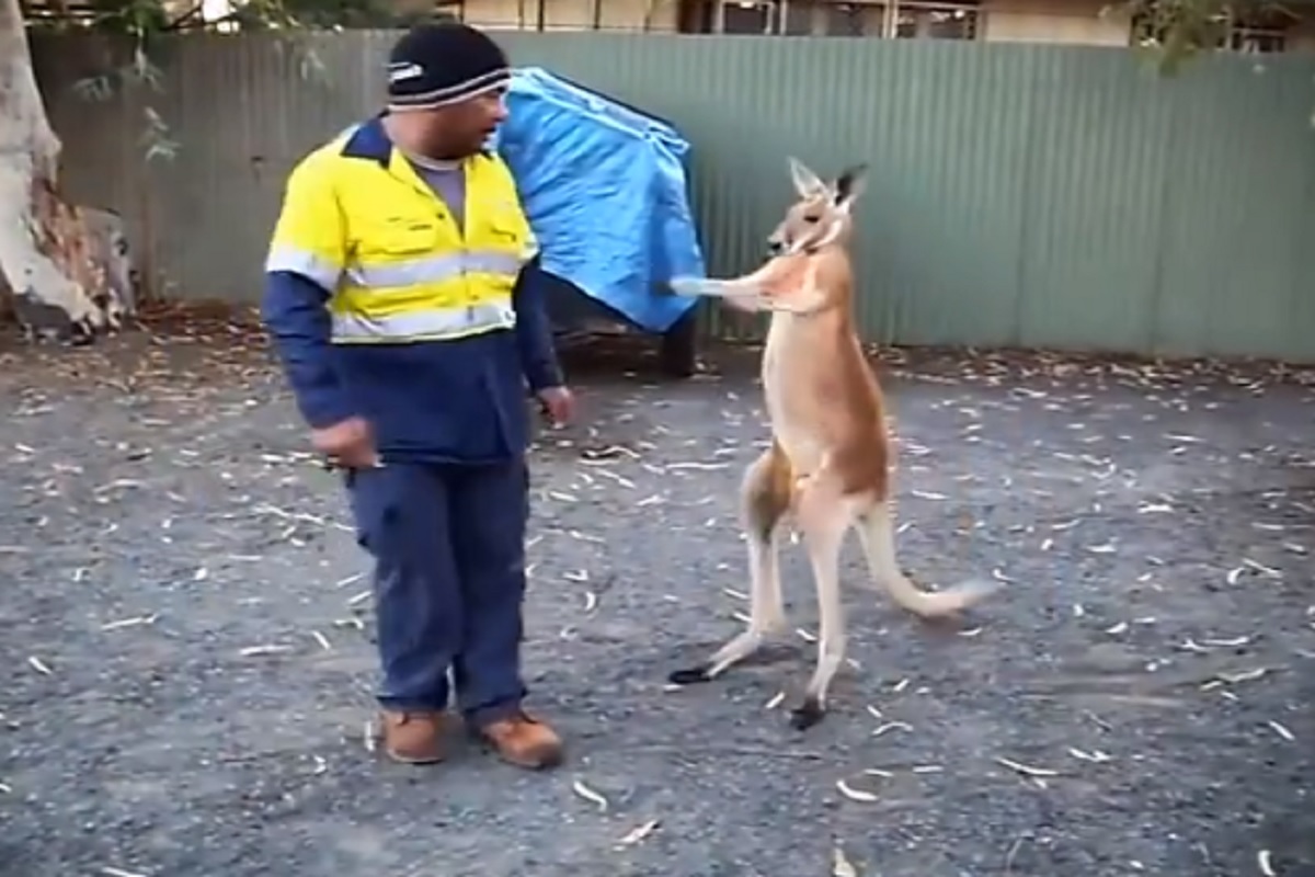 कांगारूला त्रास देत होता व्यक्ती; त्याने असा घेतला बदला की...; VIDEO सोशल मीडियावर व्हायरल