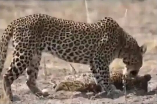 VIDEO भुकेने तडफडत बछड्याने सोडला जीव; पुढे बिबट्याने जे केलं ते पाहून हादराल