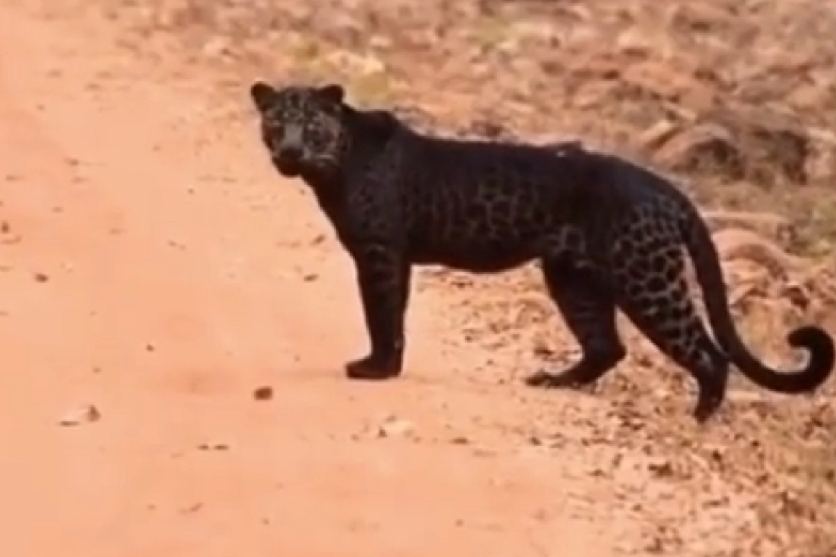 कॅमेऱ्यात दिला खतरनाक लुक! विजय वडेट्टीवारांनी शेअर केला ताडोबातील काळ्या बिबट्याचा हा खास VIDEO