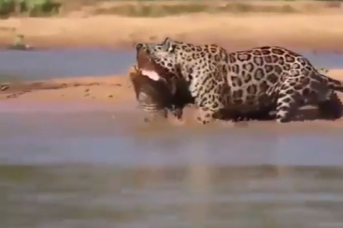 पाण्यात घुसूनच मगरीवर थेट अटॅक; शिकारीचा थरारक VIDEO