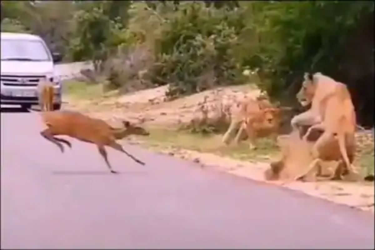 अरे बापरे! हरणाच्या एका उडीत 'जंगल का राजा'ही गार; VIDEO पाहून तुम्हीही पोट धरून हसाल