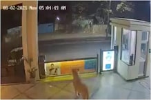 रात्रीच्या अंधारात सिंहानं हॉटेलमध्ये केली शतपावली, CCTV मध्ये झाला कैद