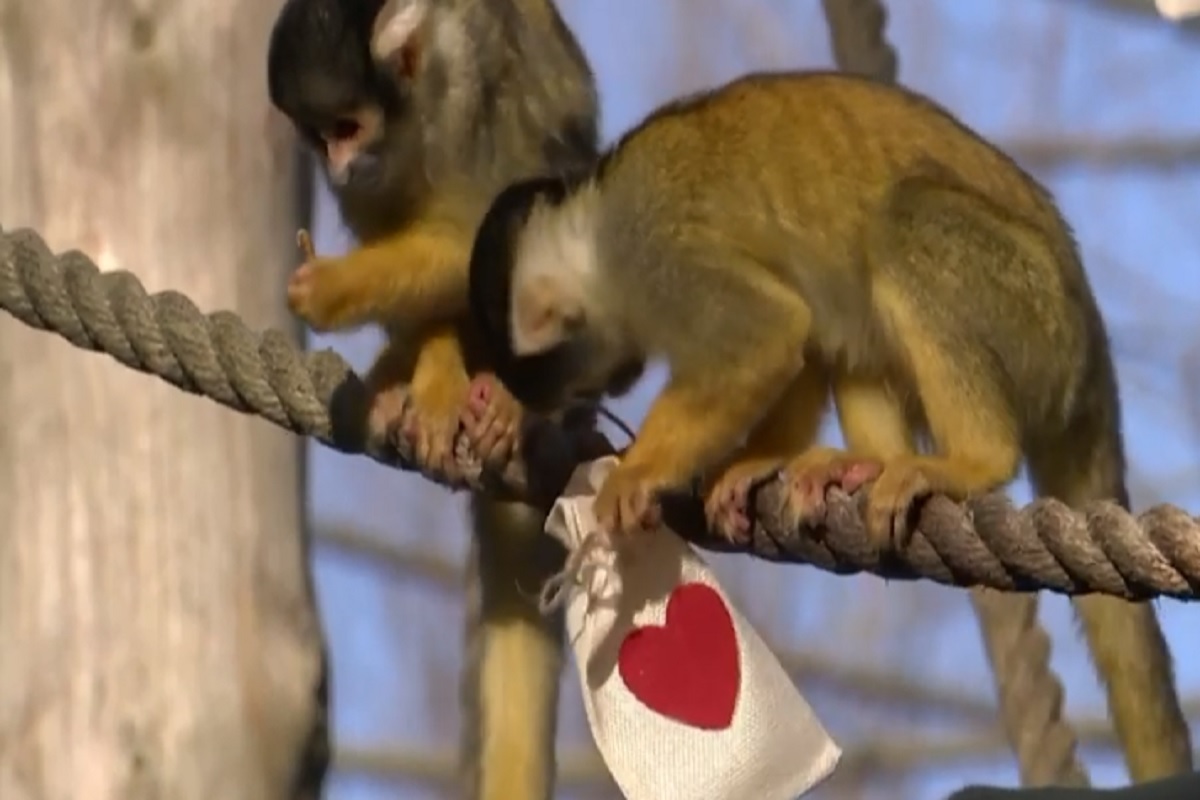माकडांनीही साजरा केला माणसांचा प्रेमाचा दिवस, Valentine’s Day ची खास ट्रीट, पाहा VIDEO