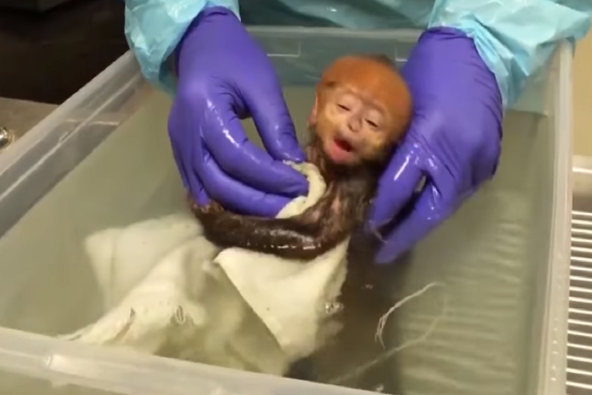Cuteness Alert! माकडाच्या पिल्लाचा Bath Time व्हिडीओ VIRAL! अत्यंत दुर्मीळ आहे ही प्रजाती