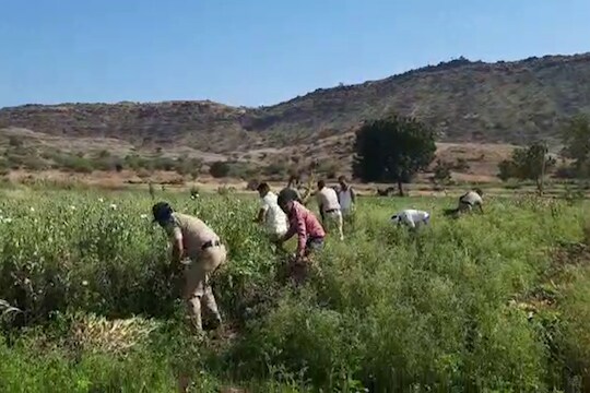 शेतकऱ्याने मक्याच्या शेतात पिकवले असे काही, पोलीसही पाहून झाले हैराण